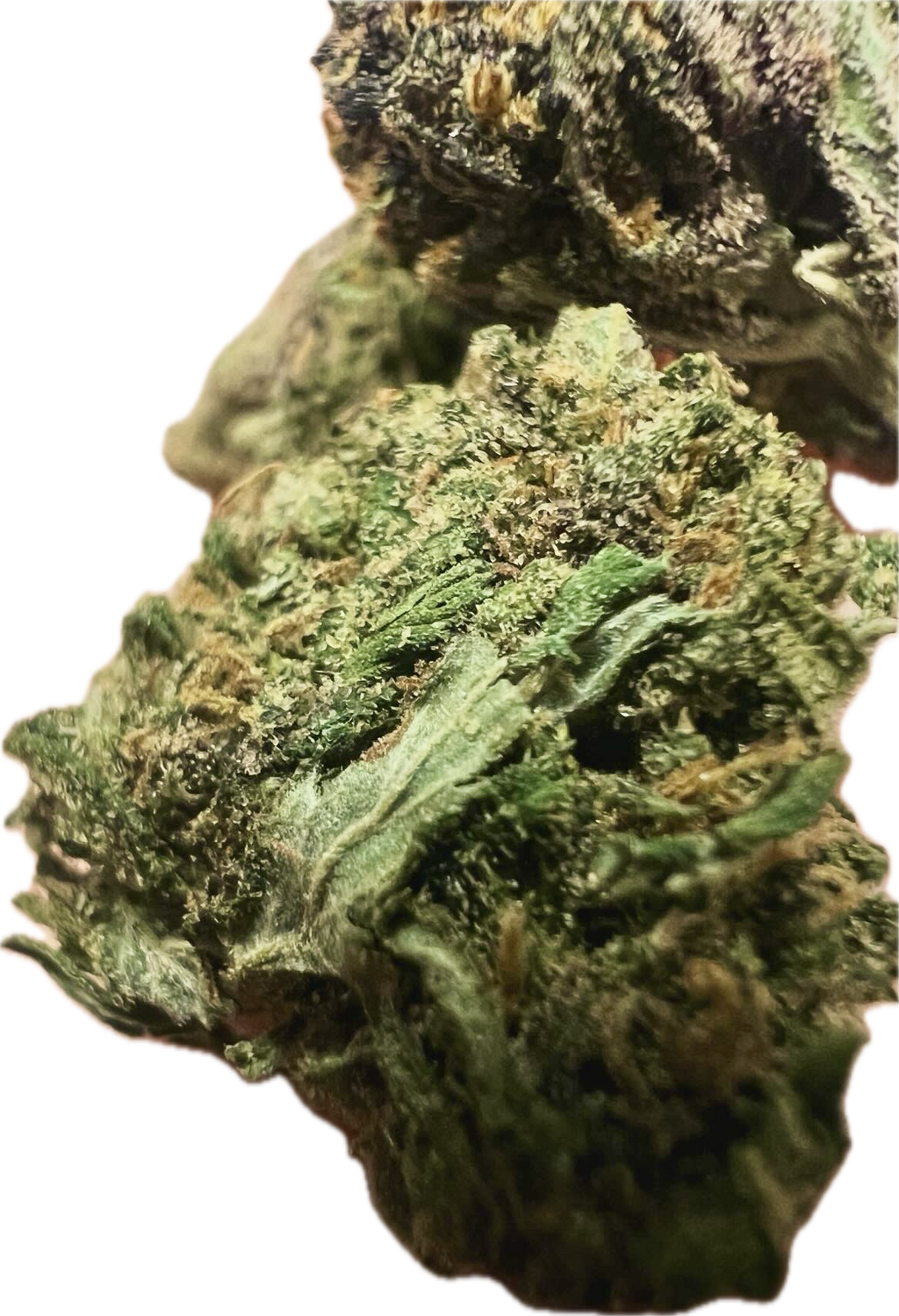 Ripkitty Pink Panther Flowers