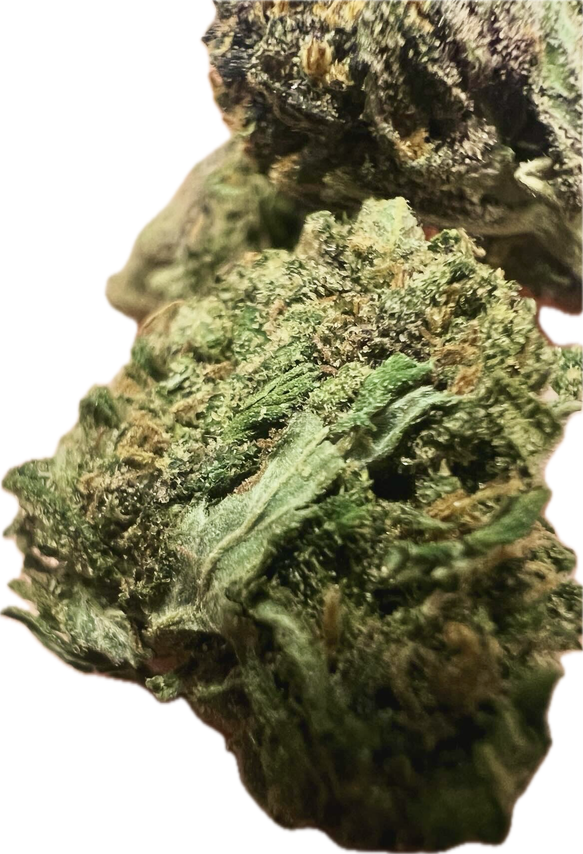 Ripkitty Pink Panther Flowers
