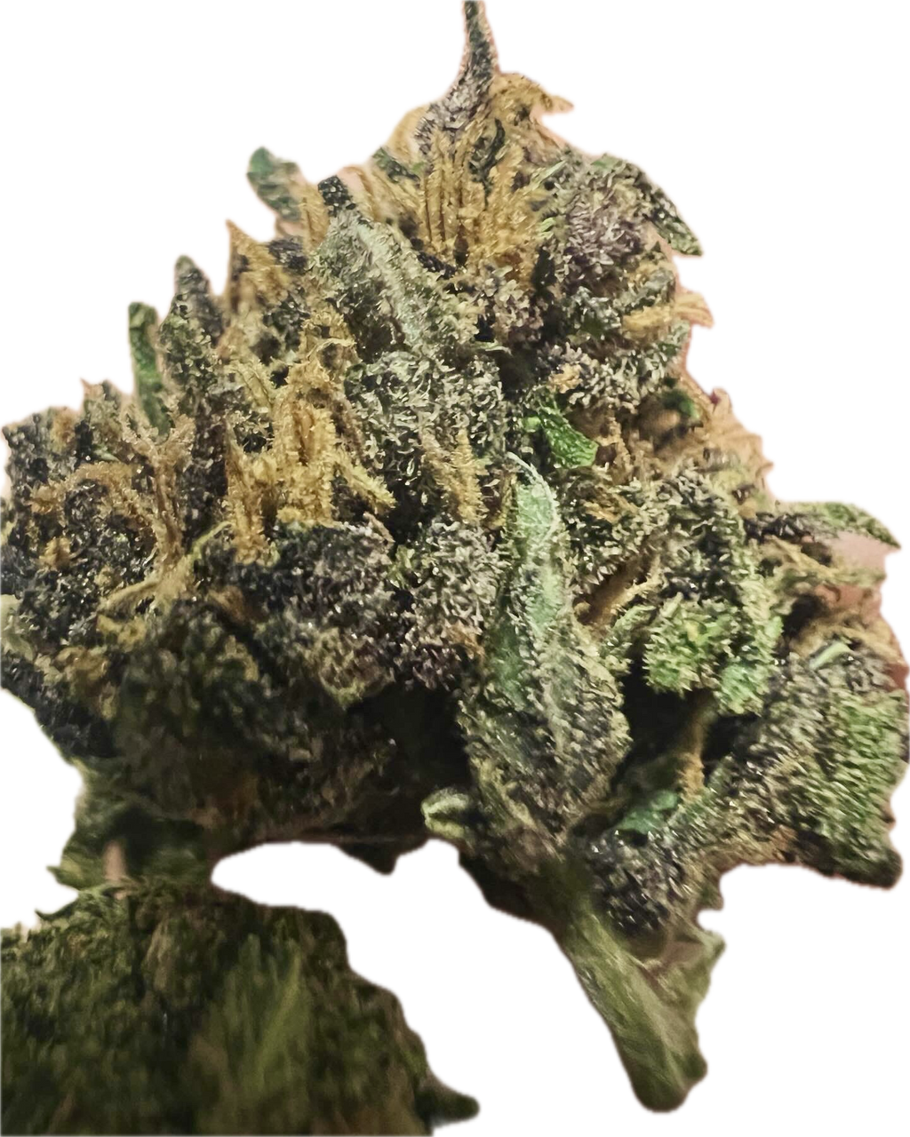 Ripkitty Pink Panther Flowers