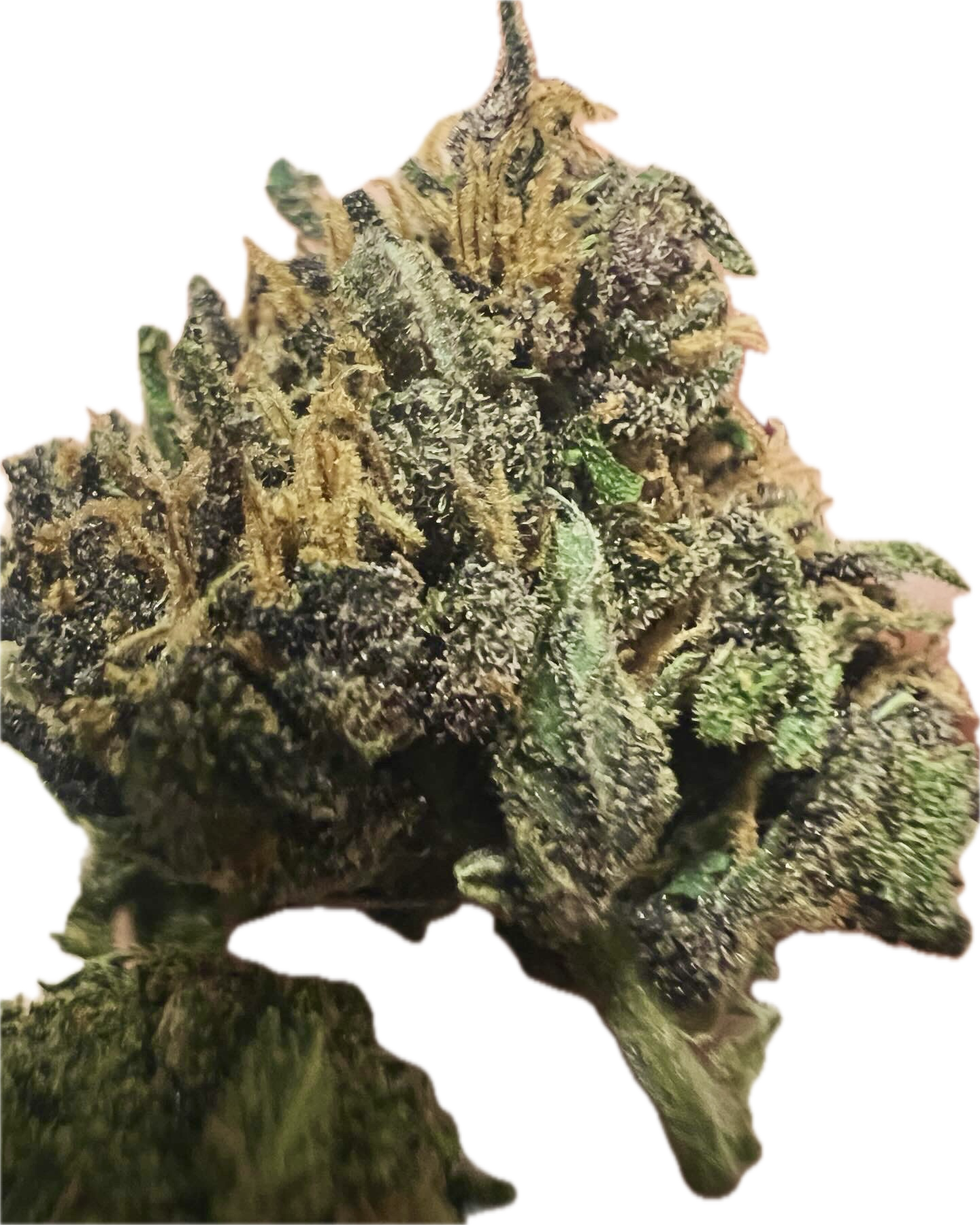 Ripkitty Pink Panther Flowers