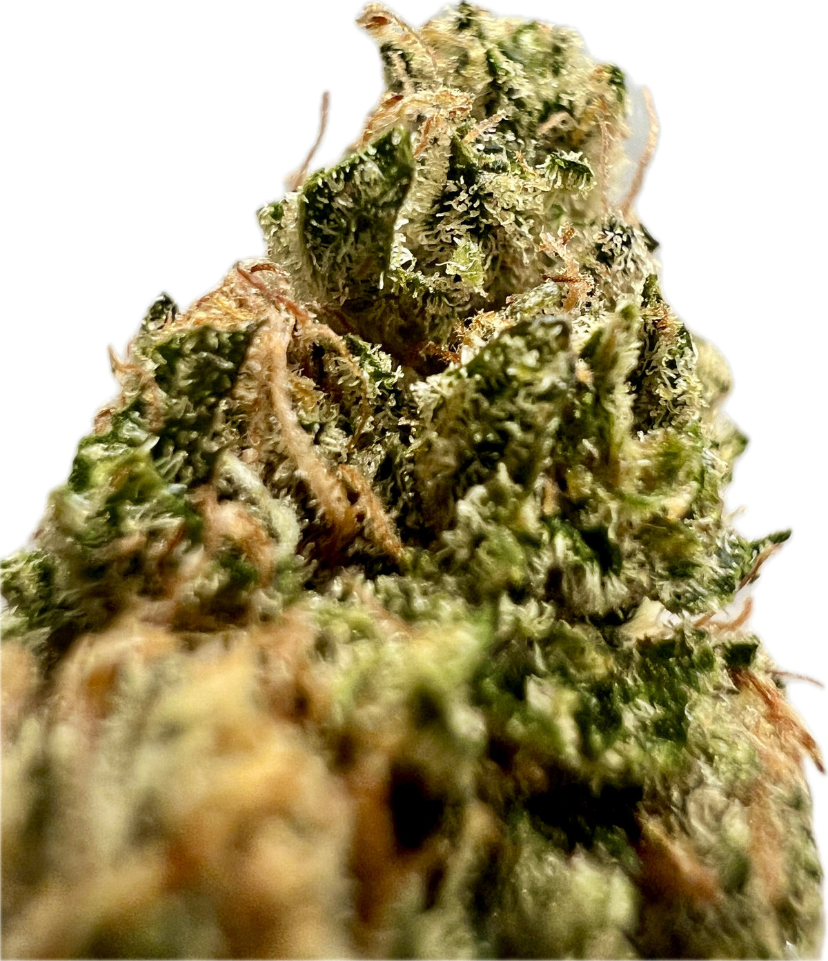 Indoor Big Apple Jack CBD Hemp Flowers