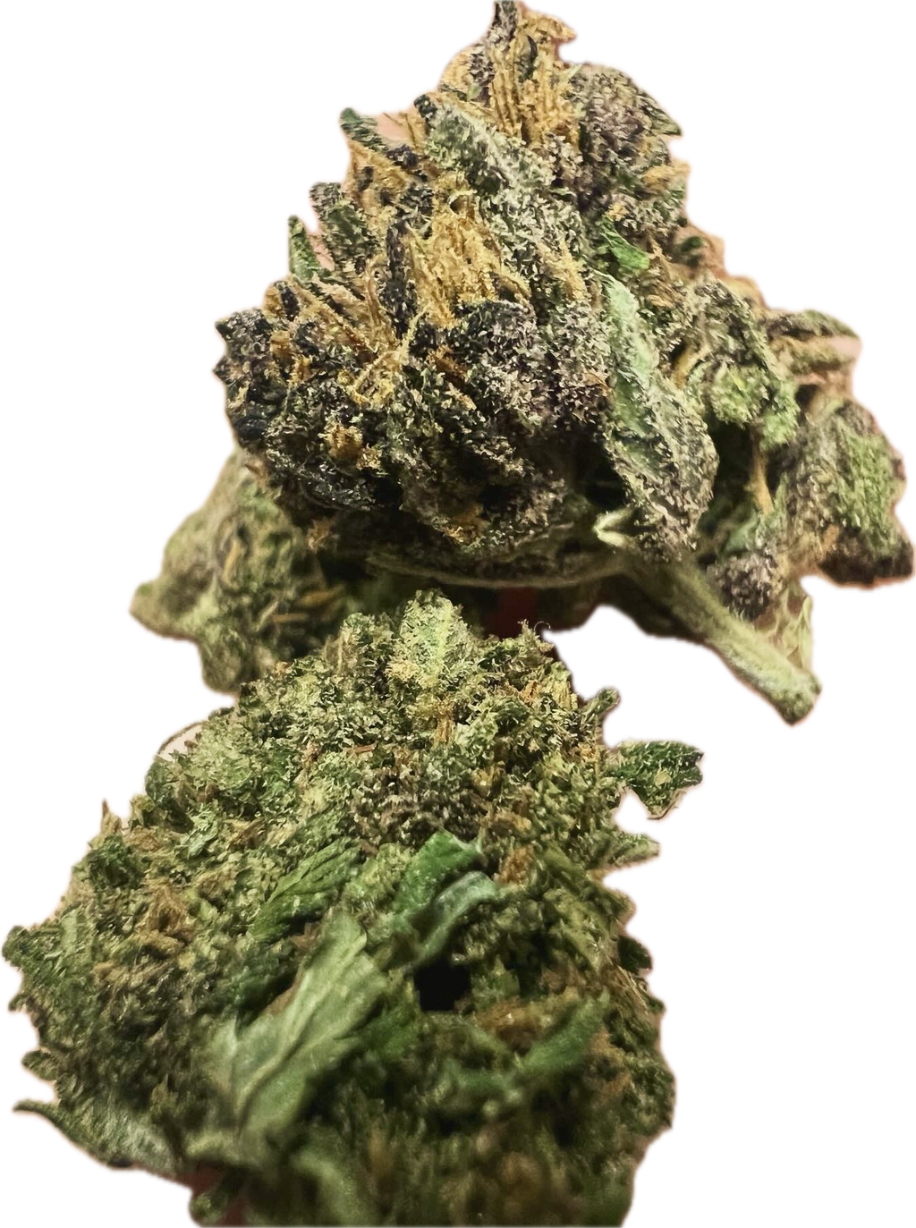 Ripkitty Pink Panther Flowers