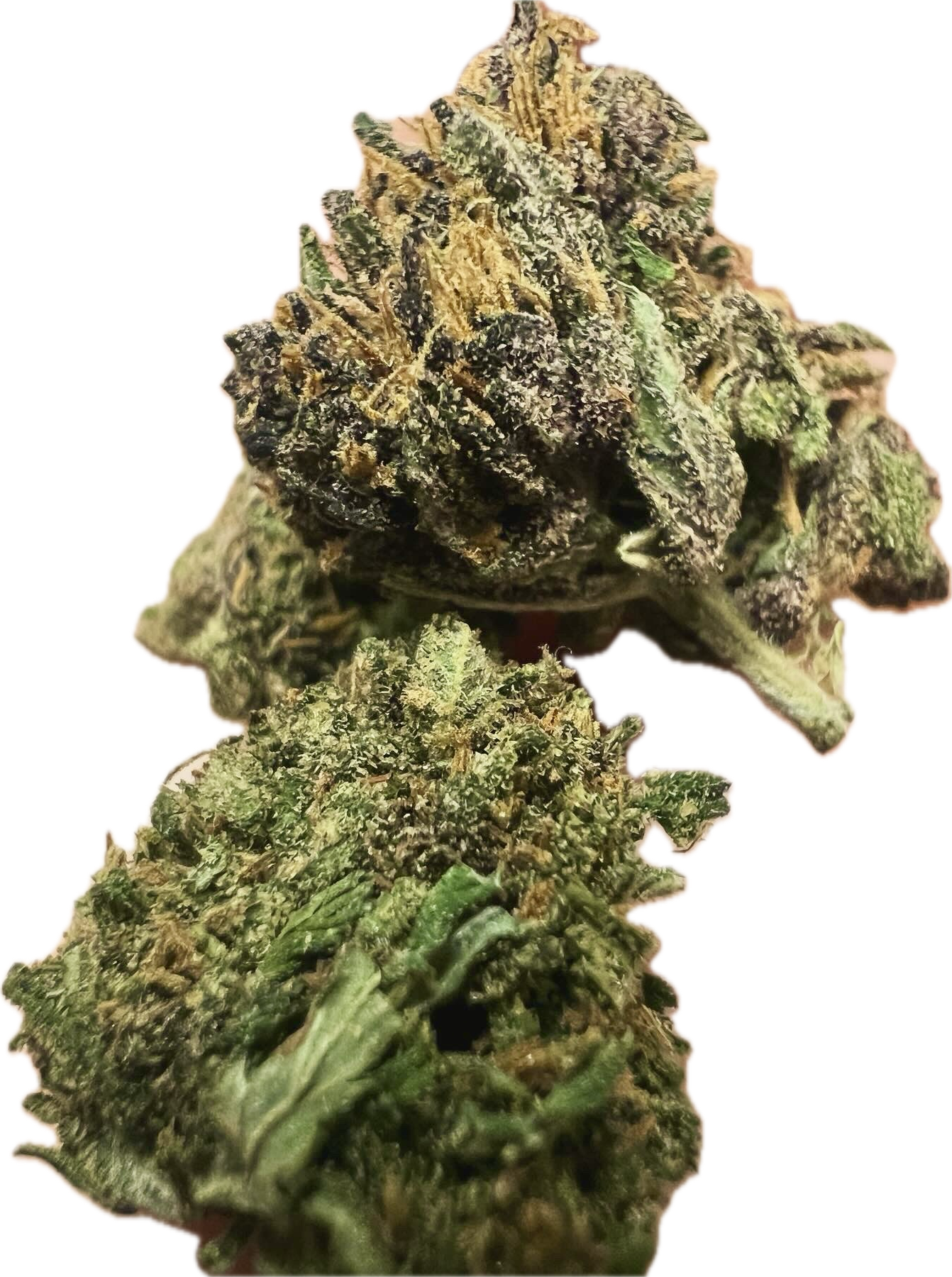 Ripkitty Pink Panther Flowers