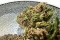 Legendary Platinum OG CBD Hemp Flowers