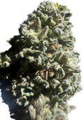 Premium Sour Lifter CBD Hemp Flowers
